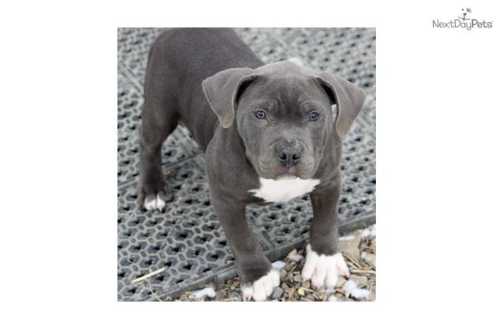 100% razor's edge blue male pup