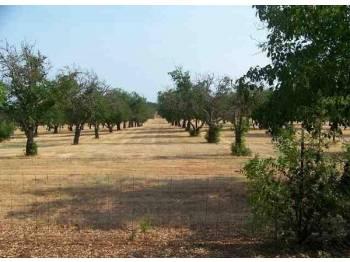 16 acre old walnut orchard great for your vineyard!