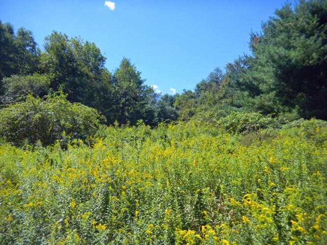 19 Acres Meadows & Woods Pocono Mts Scotrun PA - Small Pond Shed Plenty of deer!