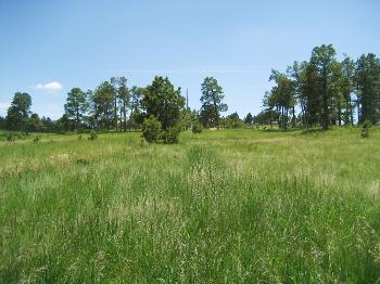 2.5 Acres of Great Land! Lot/Land in Colorado Springs CO