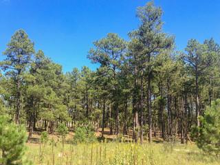 5 Acre Parcel Mature Trees Beautiful View in Black Forest