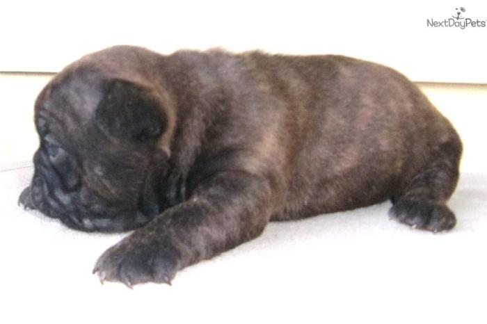 75% French Bulld/ 1/4 English Bulldog pups---2000