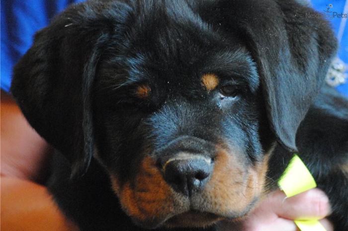 A.K.C. ROTTWEILER PUPPy FOR SALE IN MICHIGAN