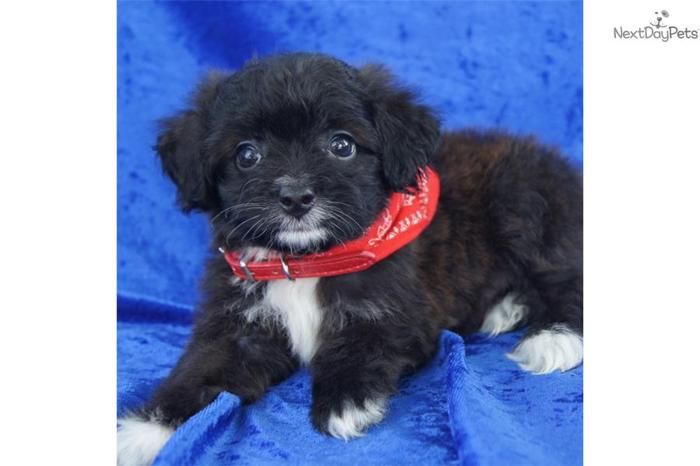 ACHC TOY Aussiedoodle - Betsy