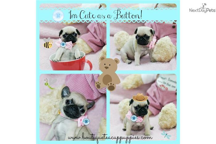 Adorable Cute as a Button Male Mini Pug!