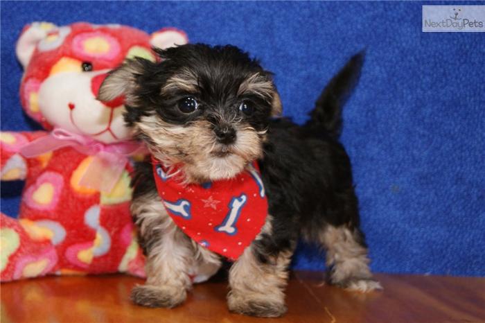 ADORABLE FEMALE MORKIE PUPPY
