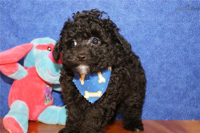 ADORABLE MALE TOY POODLE PUPPY