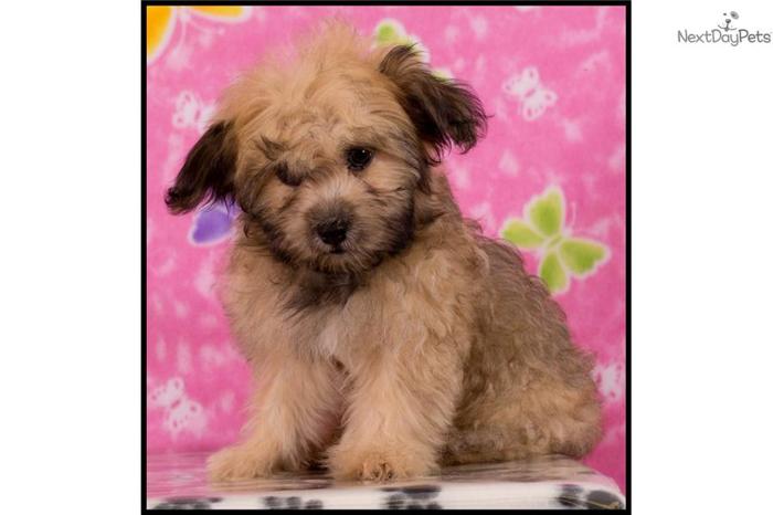 Adorable Malshihpoo Puppy ID 390