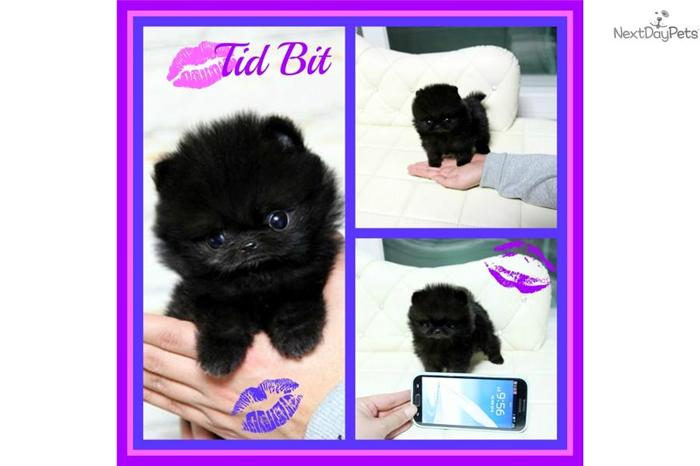 Adorable Tid Bit Baby Girl Black Pom Micro!