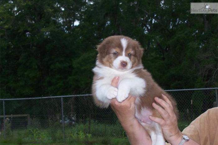 AKC Adorable Aster SOLD