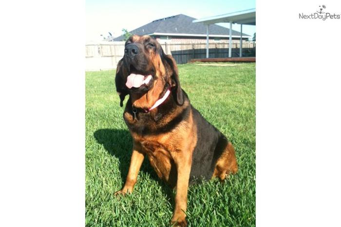bloodhound puppies price akc bloodhound puppies for sale in classified stuffnads bloodhound puppies price akc bloodhound puppies for sale in classified stuffnads