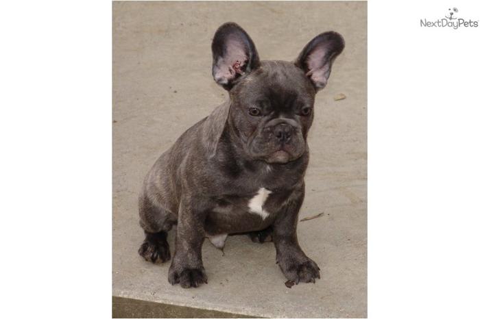 AKC BLUE BRINDLE MALE PUPPY READY FOR XMAS