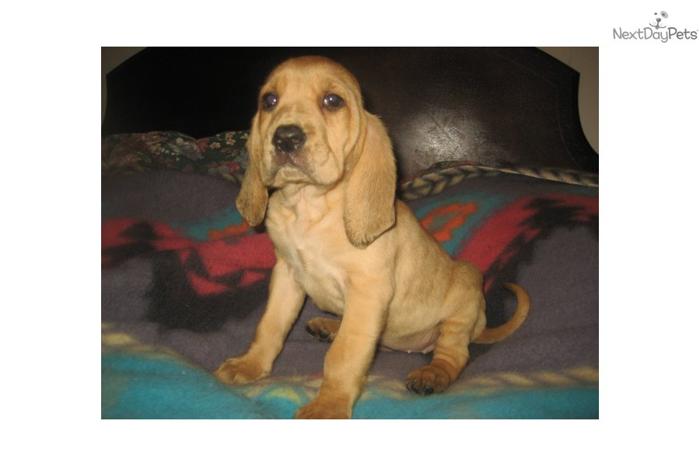 AKC Champion sired Bloodhound puppy