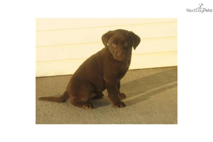 AKC Chocolate Silver-factored Lab Pup For Sale