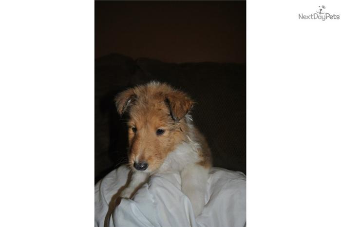 AKC Collie Puppy for Sale