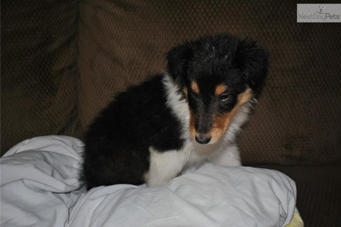 AKC Collie Puppy For Sale