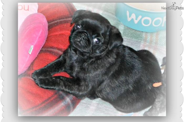 AKC Dark Brindle Pug Puppy for sale
