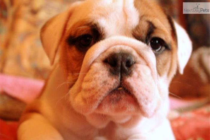 AKC European CH LIne Eng. Bulldog Pups Available!