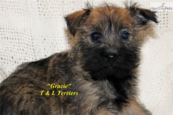 AKC Gracie - what a special little Cairn
