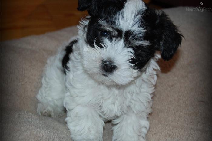 AKC Havanese Puppy