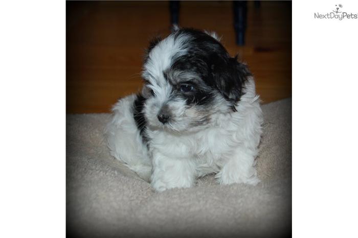 AKC Havanese Puppy