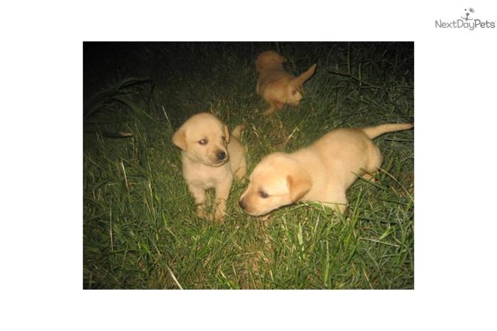 AKC Lab puppy -sire european import*