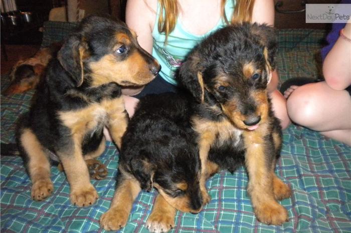 AKC Male Airedale Terrier pup