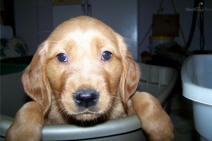 AKC Male Golden Retriever Available Today!