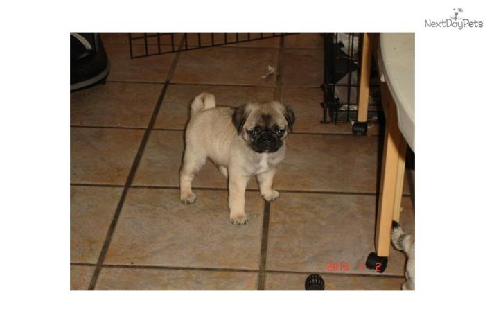 AKC Male Pug Puppy - Outstanding