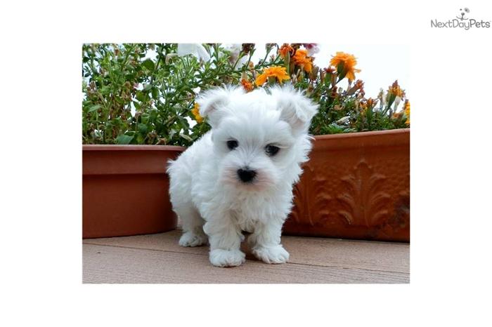 AKC Maltese Available!