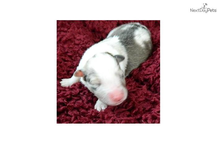 AKC Mysti's Boy1
