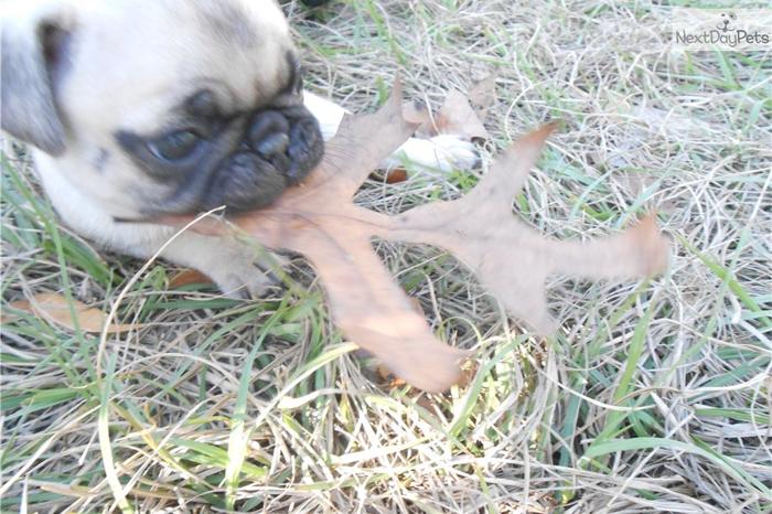 AKC PUG MALE ( CHIP ). Sold