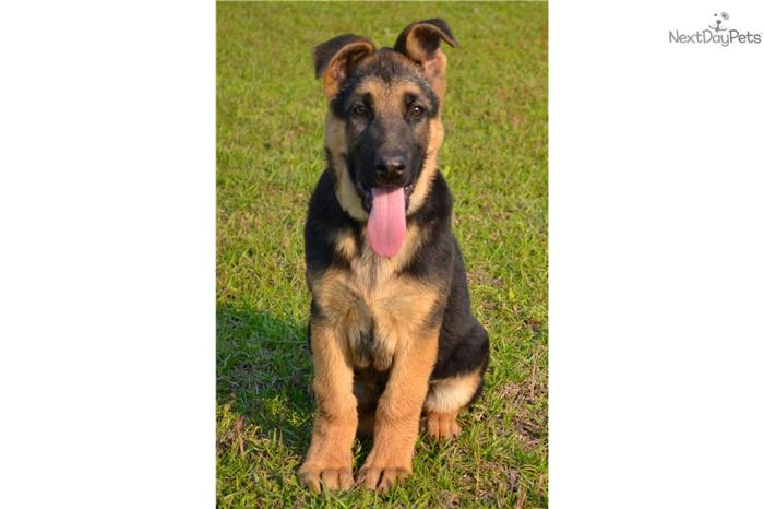 AKC registered Black and Red GSD