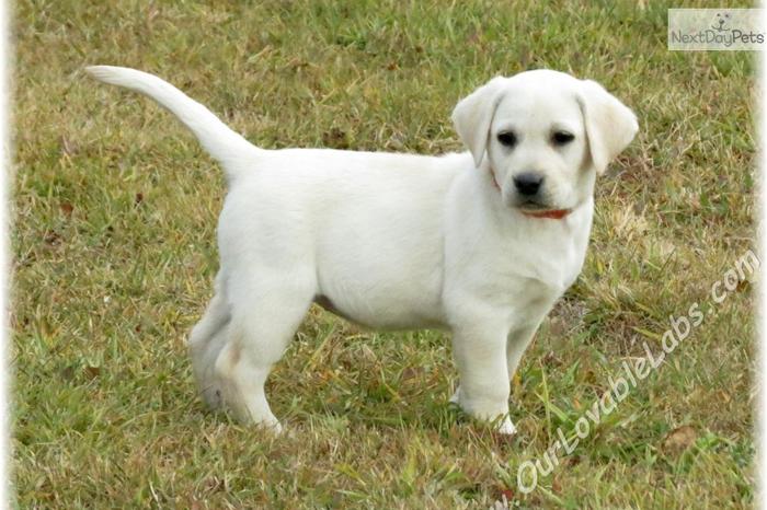 AKC Registered Ivory Yellow Labrador Puppies