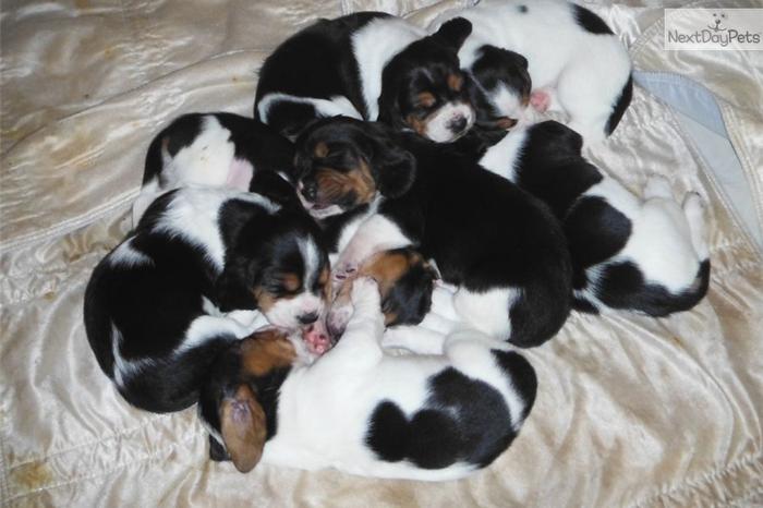 AKC registered PEDIGREE Basset Hound Puppies