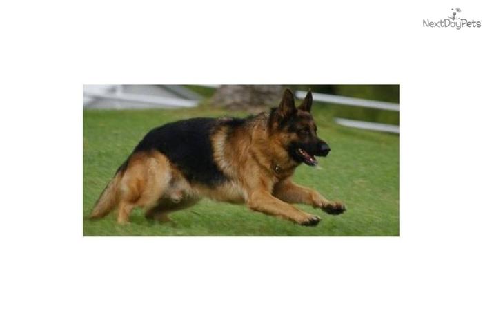AKC Registered Purebred Large & Gorgeous