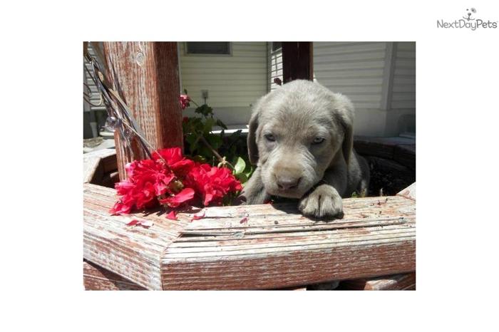 AKC REGISTERED SILVER FEAMLE LAB PUPPY!
