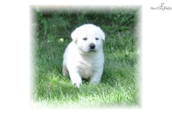 AKC Registered White/Ivory Yellow Lab Puppies