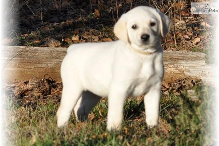 AKC Registered White/Ivory Yellow Lab Puppies