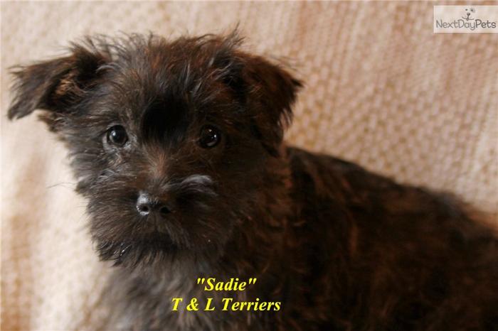 AKC Sadie - an adorable Cairn Terrier