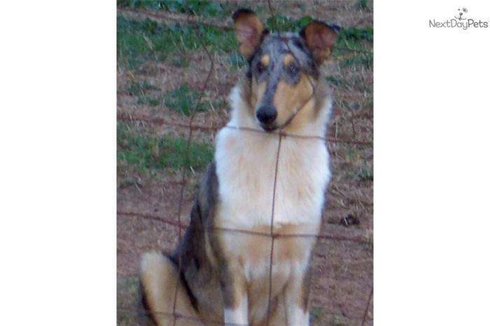AKC Smooth Collie Blue Merle Male Ike