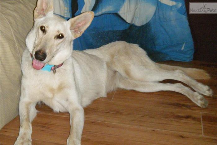 AKC White GSD Female