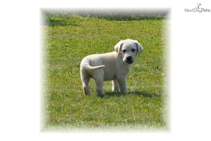 AKC WHITE/IVORY/CHOCO or BLACK Labrador Puppies