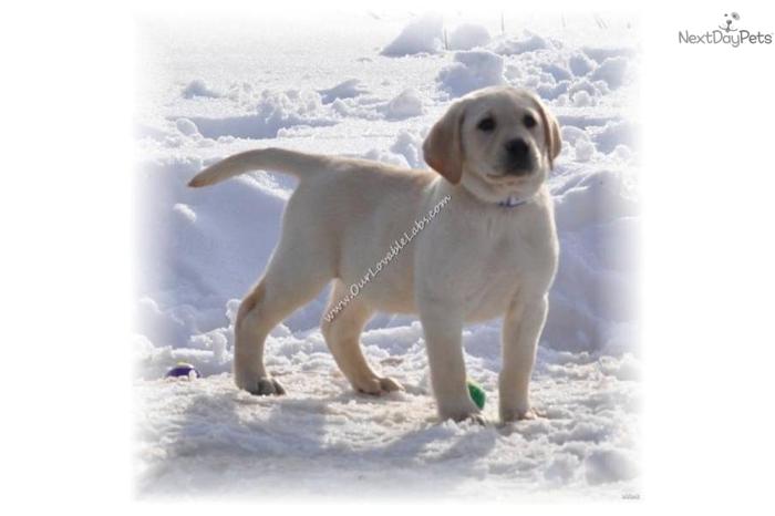 AKC White/Ivory/Yellow Labrador Retriever Puppies