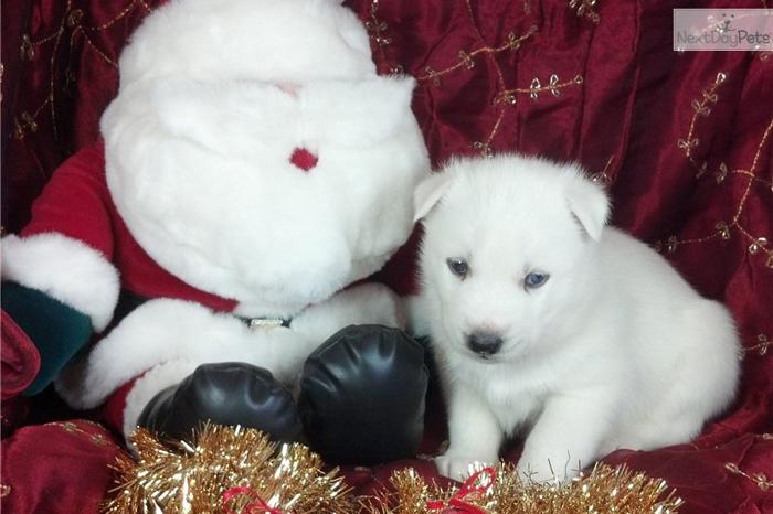 AKC White Siberian Husky Pup