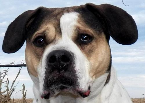 American Bulldog: An adopted dog in Charleston, IL