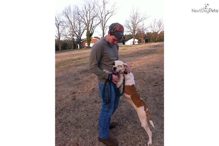 American Bulldog Free To Good Home-- Izzy