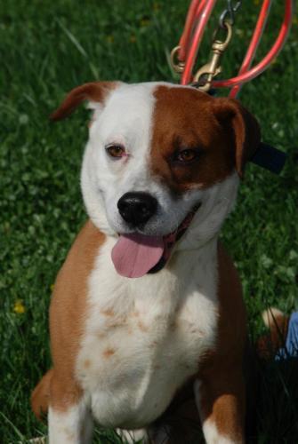 bulldog retriever mix