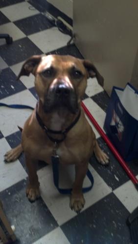 American Bulldog/Mastiff Mix: An adoptable dog in Greenville, NC