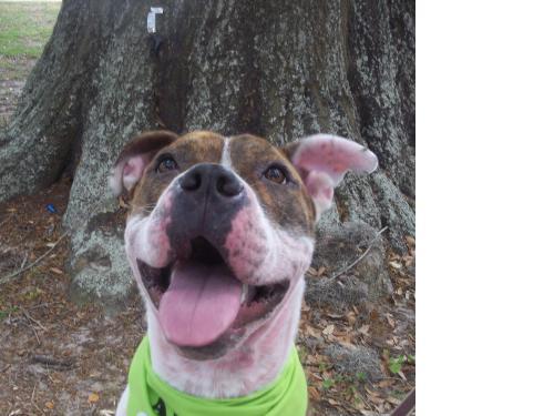 American Bulldog/Pit Bull Terrier Mix: An adoptable dog in Jacksonville, FL